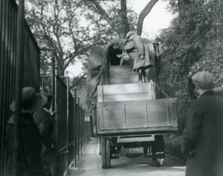 Una joven jirafa llegando al Zoológico de Londres, mayo de 1923